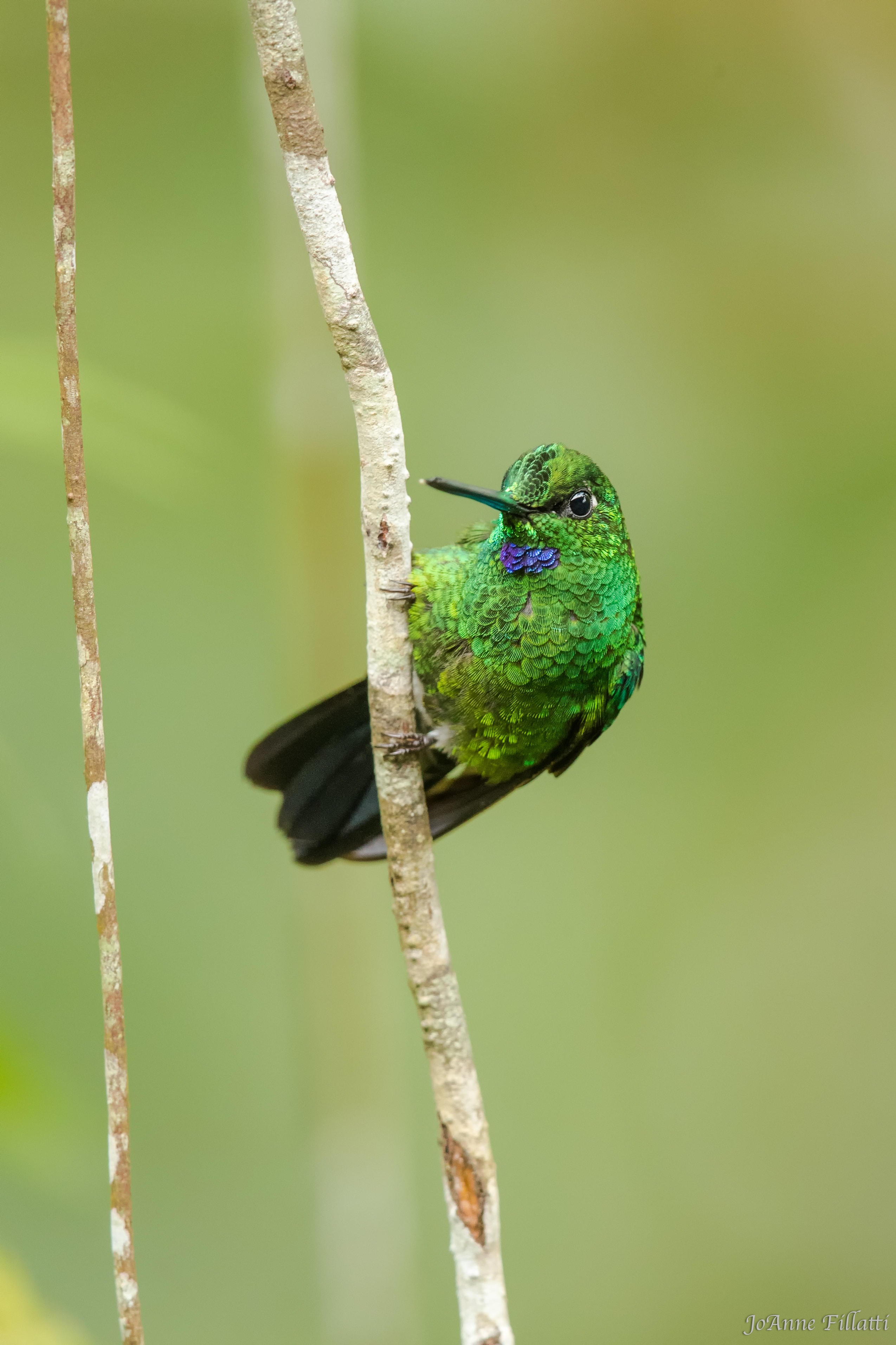 bird of ecuador image 17